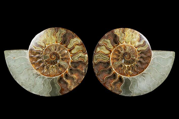 Very Large, Cut & Polished Ammonite Fossil - Madagasar #183361